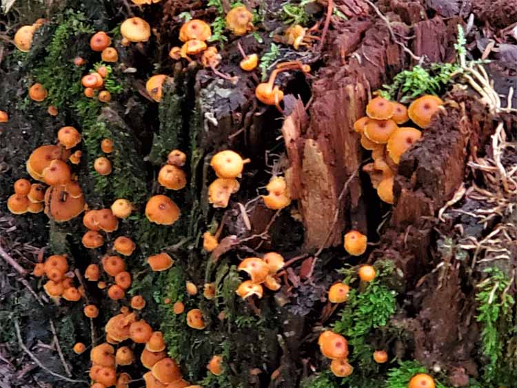 mushrooms